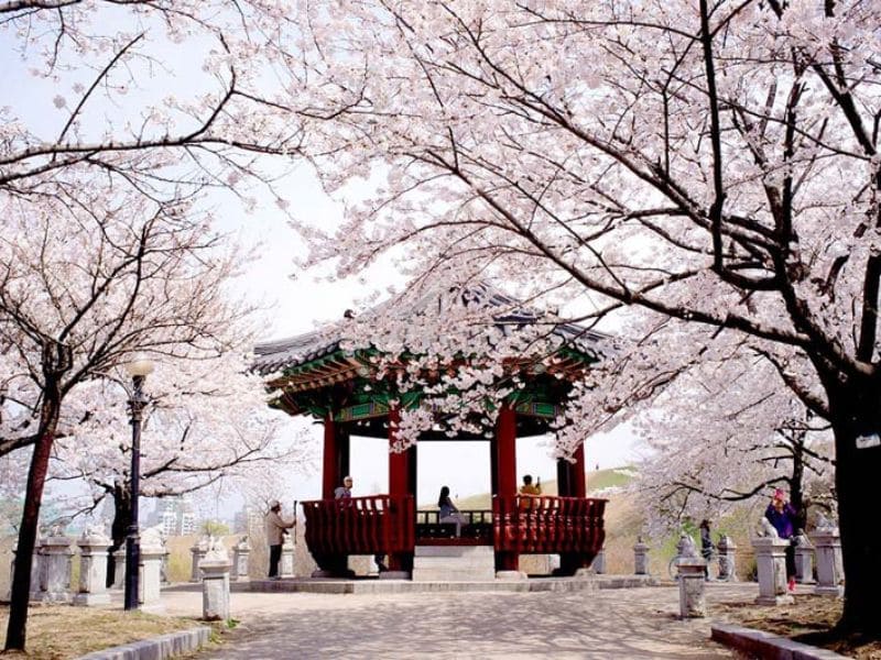 🌸 DU LỊCH THEO MÙA TẠI HÀN QUỐC 🌸