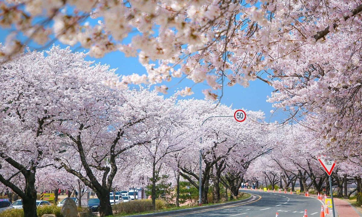 🌸 MÙA HOA ANH ĐÀO TẠI HÀN QUỐC – KHÁM PHÁ VẺ ĐẸP LÃNG MẠN NHẤT NĂM 🌸